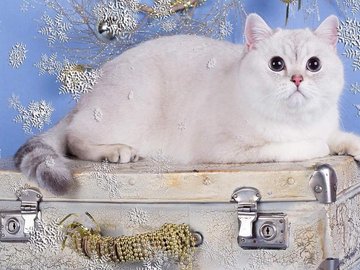 Выставка кошек «Рождественский МяуБомонд»