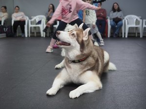 Кинологический квест