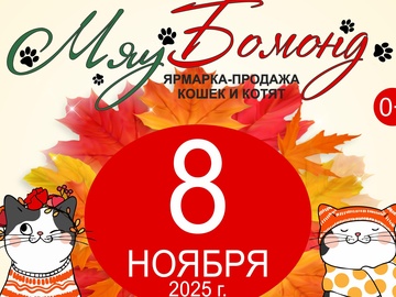Ярмарка-продажа котят