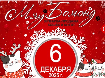 Ярмарка продажа котят 6 декабря