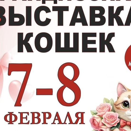 Выставка кошек