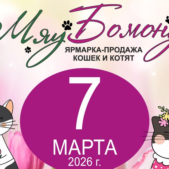 Ярмарка-продажа котят 7 марта