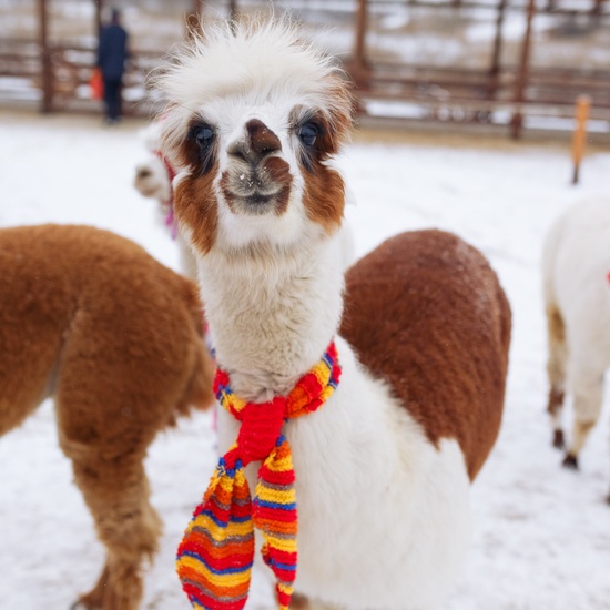 Экскурсия в будни в парк альпак «Пача мама»