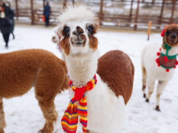 Экскурсия в будни в парк альпак «Пача мама»