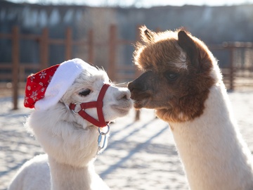 Экскурсия в выходные дни в парк альпак «Пача мама»