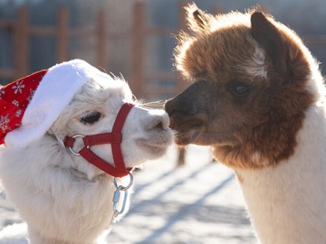 Экскурсия в выходные дни в парк альпак «Пача мама»