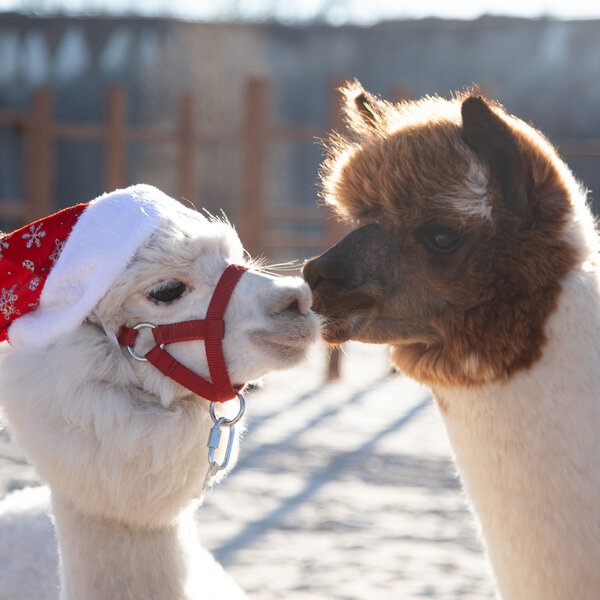 Экскурсия в выходные дни в парк альпак «Пача мама»