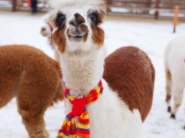 Экскурсия в будни в парк альпак «Пача мама»