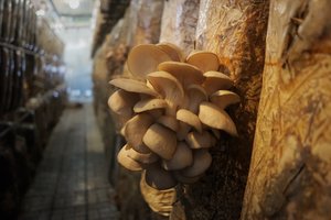 Экскурсия на "Ферму грибов"