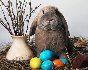 My Easter Bunny
